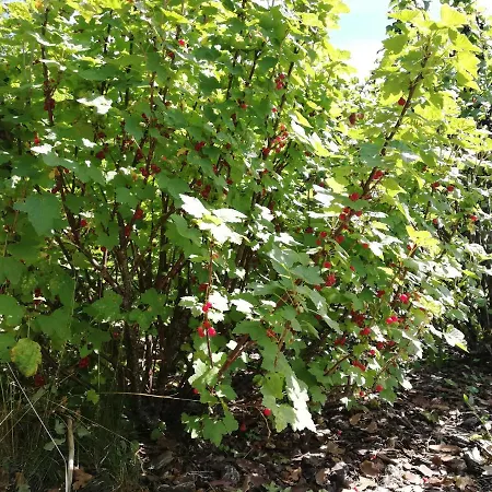 Maison 3 A 200 M De La Des Lacs De L Eau D Heure * Froid-Chapelle