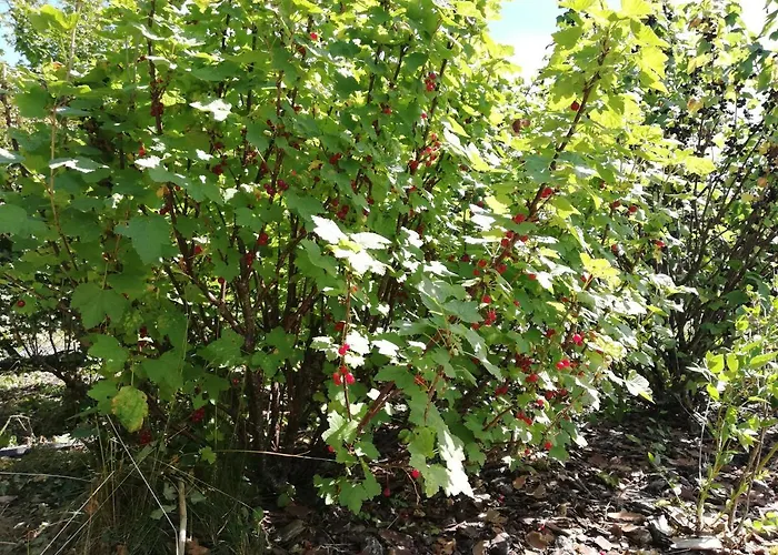 Maison 3 A 200 M De La Des Lacs De L Eau D Heure * Froid-Chapelle
